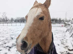 Really would love a mare or gelding load horse 14hh