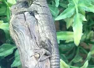Guatamalan Spiny Tailed Iguana (Ctenosaura Pilearis)