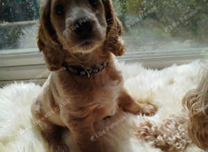 Cockapoo Apricot F2