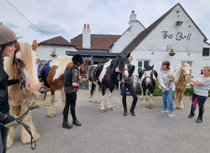 Fab horses available for part loan/share. Arborfield- Berkshire
