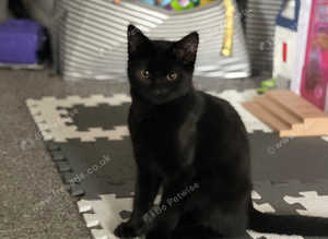 Black cat for sale