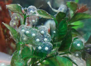 10 x Axolotl eggs