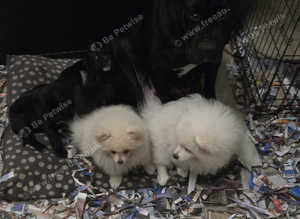 Pomeranian