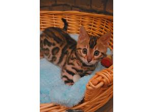Bengal Boy Tica registered (Ready Now)
