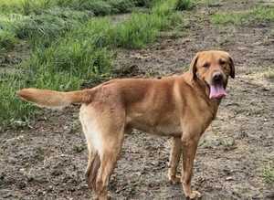 Offering for Stud - KC Registered Fox Red Labrador