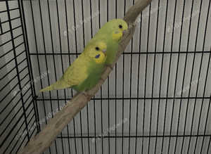 Two baby budgies