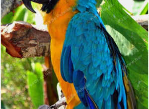 WANTED any birds from small finches to Macaws and even small furries