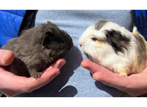 Pair of young female Guinea Pigs