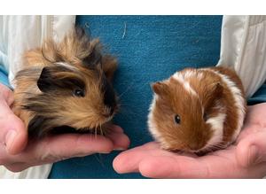 Pair of Male Guinea Pigs