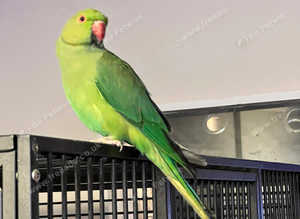 Baby green talking Indian ringnick parrot