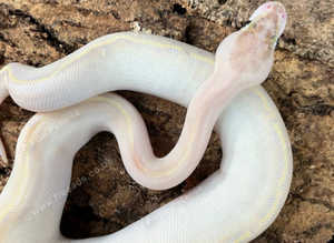 Ivory Royal Python at Birmingham Reptiles