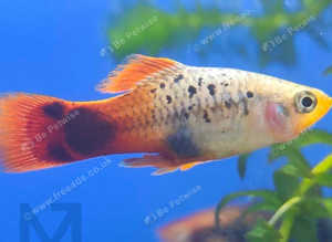 Coral blue moon platys