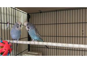 Male and female English show budgies