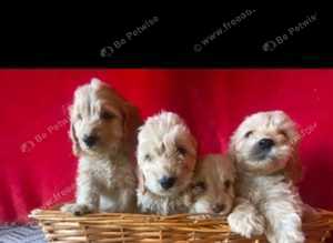 cockapoo