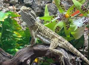 Rankins Dragons att Birmingham Reptiles