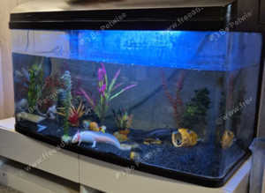 Axolotl and tank with filter