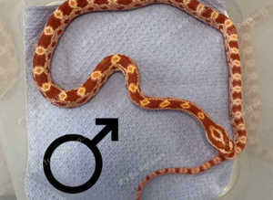 Red factor Amel corn snake