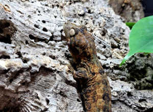 Pine Island Chahoua Mossy Gecko Juvenile Male