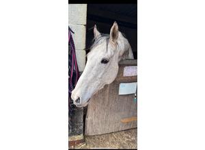 Absolutely stunning grey mare