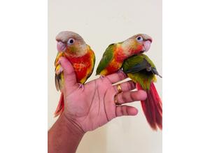 Hand reared conures for sale