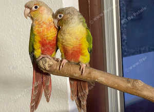 Pineapple cunner same tamed pair