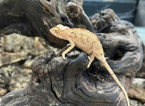 Female Blue Bar Panther Chameleon at Birmingham Reptiles