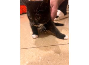 Kitten looking for new home