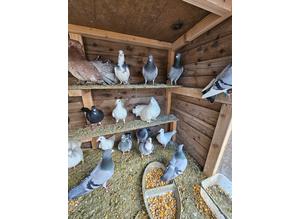 Pedigree  racing pigeons  for sale