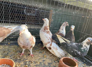 Pigeons