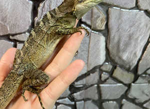 Pair of Angle Headed Forest Dragons at Birmingham Reptiles