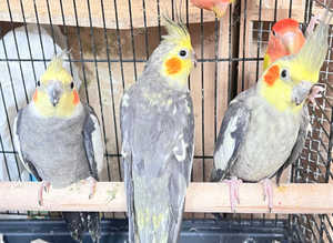 Stunning young cockatiels for sale