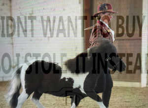 Miniature Show quality Well bred gelding SPSBS