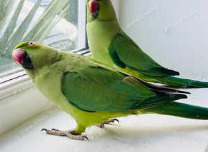 Beautiful young Indian running parrot