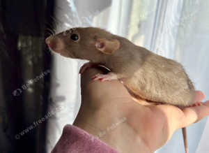 Baby dumbo rats