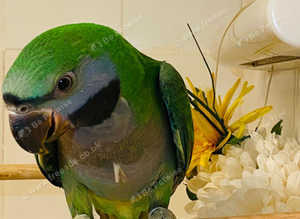 Beautiful young derbayn parrot