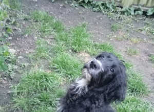 REDUCED! Gorgeous boy  Fully temperament assessed puppy