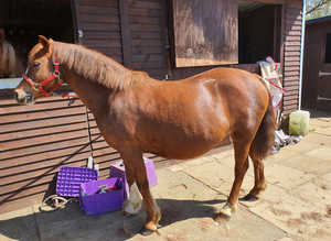 Sec C mare