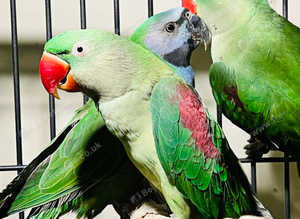 Stunning baby alexandrine parrot