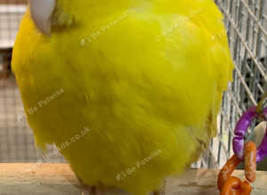 Baby Kakirikies Available