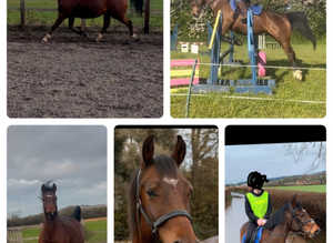 Quantock gelding