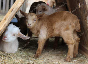 Golden guernsey goats and kids