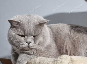 Pedigree British shorthair