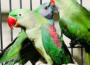 Stunning baby alexandrine parrot