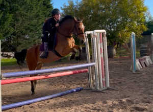 Handsome 14.2 Welsh Sec D for sale
