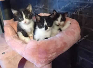 Beautiful black white kittens female