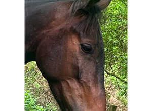 15.2 standardbred gelding - 4yr old
