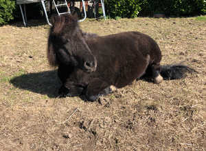 Standard Shetland for sale 10.2hh