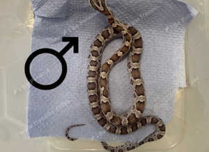 red factor anery corn snake