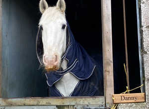 Wanted To find the breeder and previous owners of my beloved horse Danny Boy,