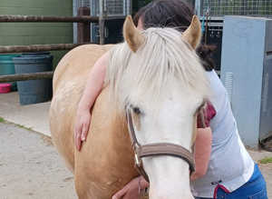 13.1hh 7 year old section c pony for part loan in south wales.